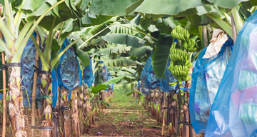 Producción